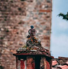 Pigeon perched on a chimney in Tuscany with rustic tiled roofs and a scenic backdrop