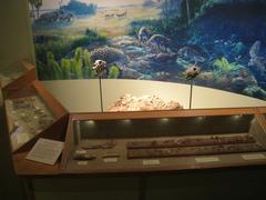 Ancient fossils exhibit in HistoryMiami museum in Miami-Dade Cultural Center Florida