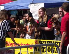 Dachshund dogs ready to race at starting gate in Dachshund races