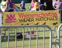 Dachshund dogs racing at the Wienerschnitzel Weiner Nationals event at Qualcomm Stadium rugby field in San Diego, California
