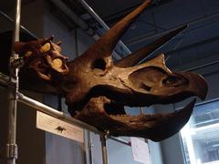 Juvenile and adult Triceratops skull casts exhibited at California Academy of Sciences