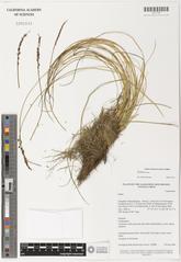 Kobresia graminifolia plant with grass-like leaves collected in China