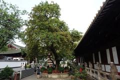 Pipal tree inside Guangxiao Temple courtyard