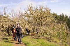 Green forested mountain landscape with hiking trail at Finca el Pinillo in Gran Canaria Canary Islands