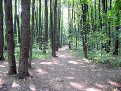 Path in Bitsevsky Forest Park with green trees and sunlight