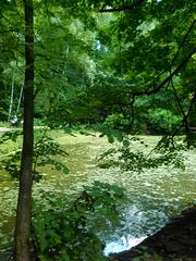 Dense forest in Bitzevski Park with tall trees and lush greenery