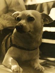 Close-up sepia photograph of a fat, lazy dog by Riviera Beach, Florida, 1939