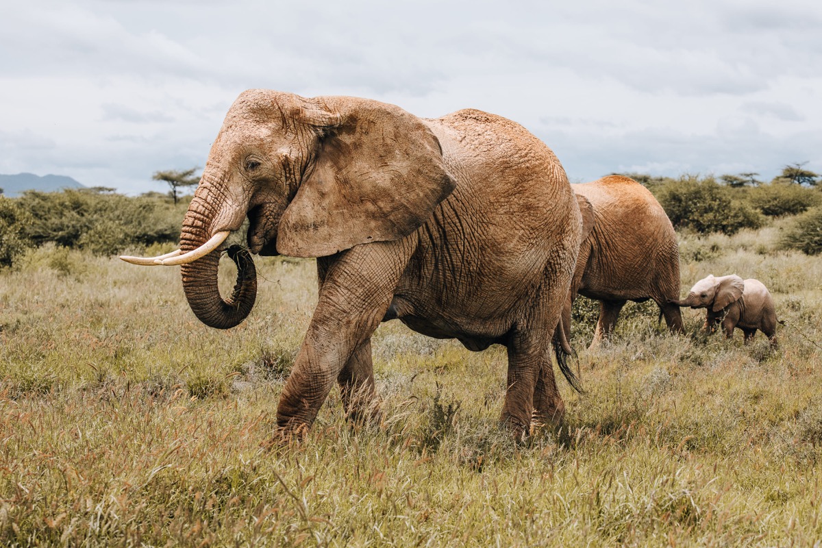 Beyond the Plains Safaris